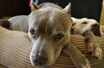 Pit Bull Rests on Dog Bed
