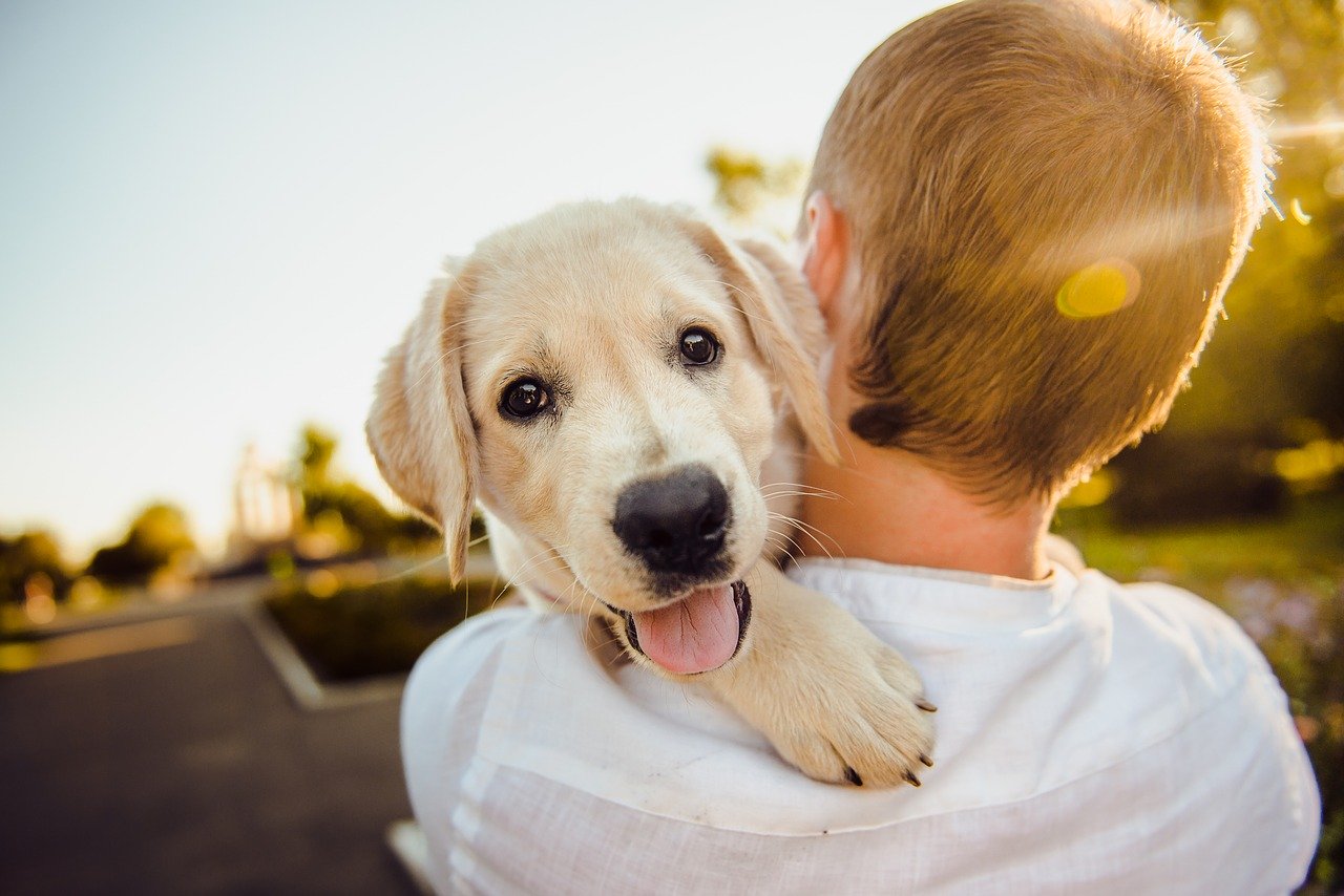 Did You Know? Dogs Are Able Perceive Human Emotions