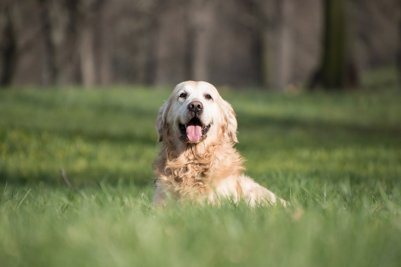 Help Your Dog Beat The Heat This Summer