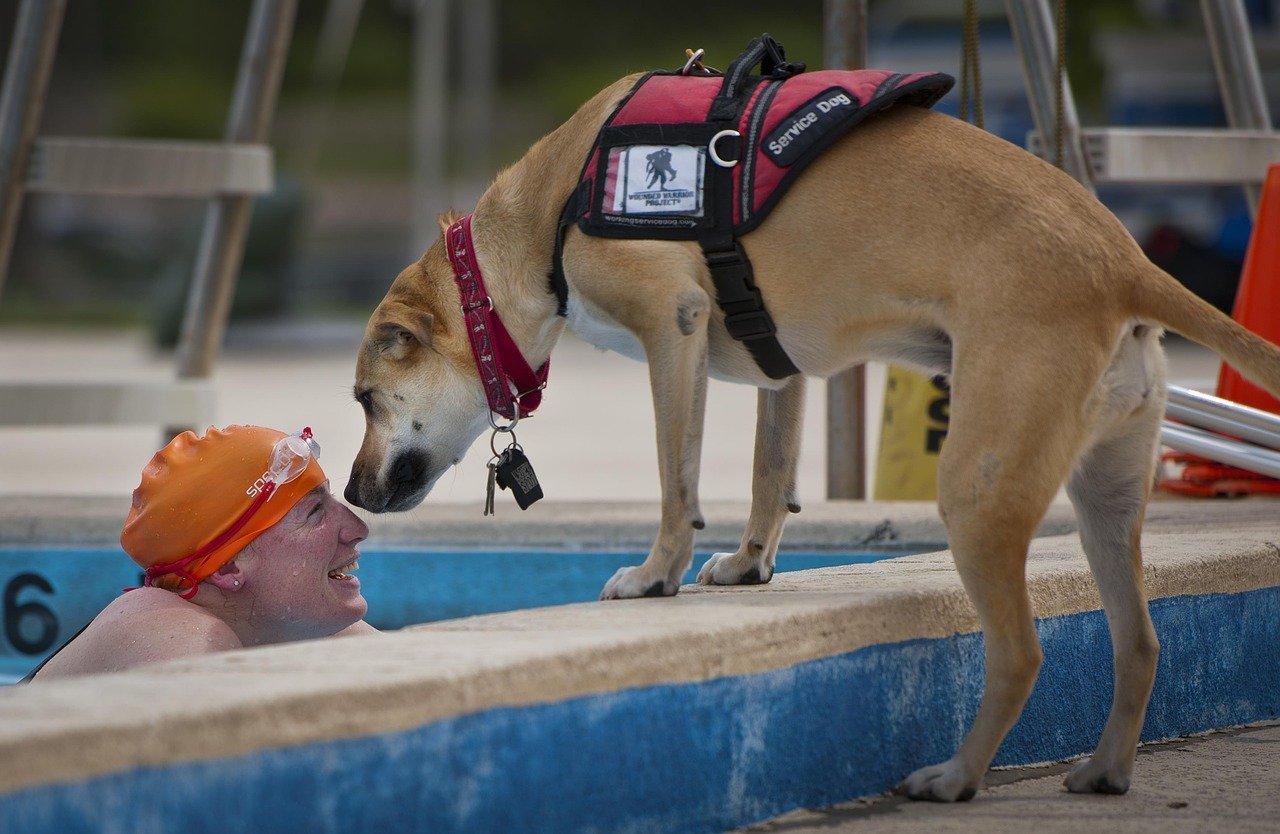What To Do When Approached By A Lone Service Dog