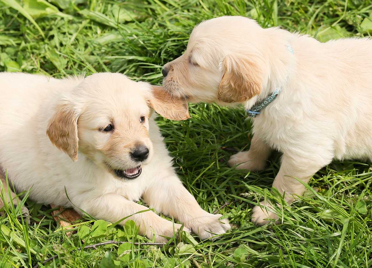 Two Dog Siblings Separated, Meet Each Other On The Street And Recognize