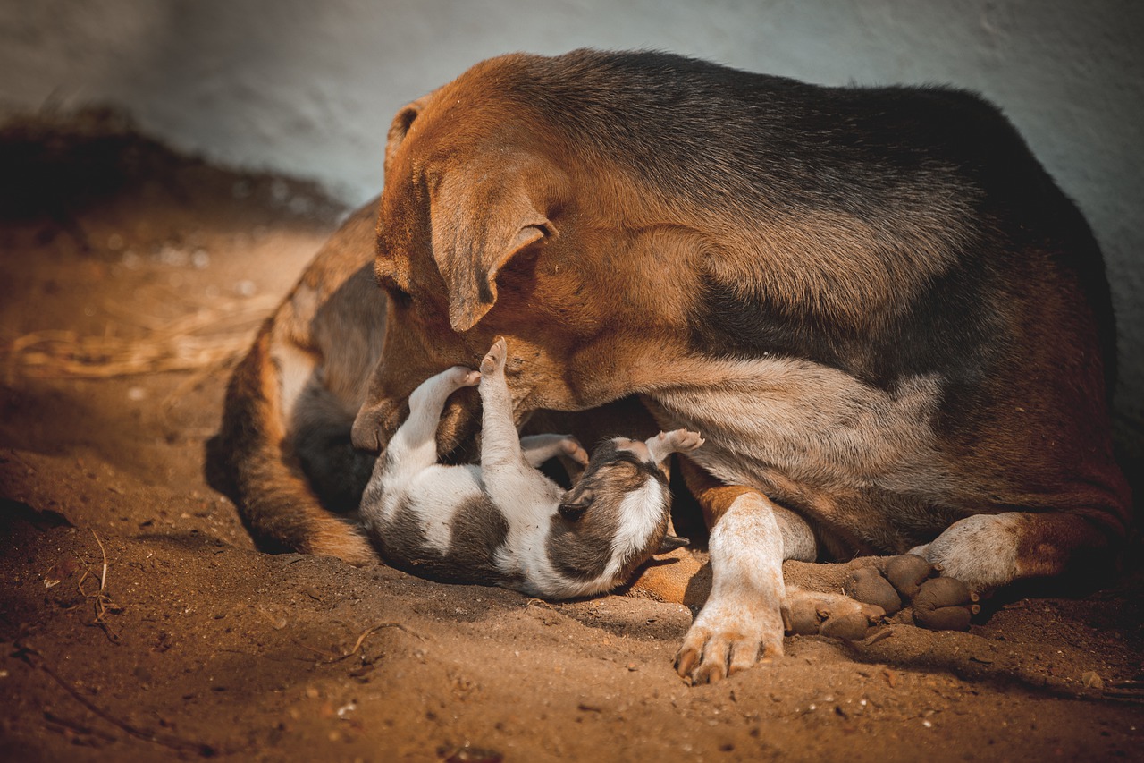 mother, dog, family