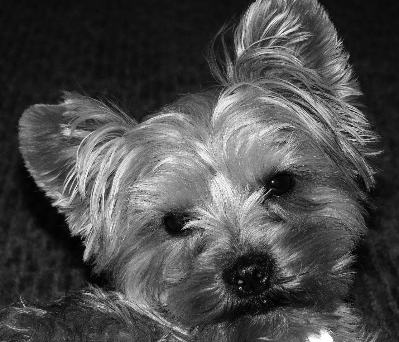 teacup-poodle-rides-the-elevator-to-spread-joy-and-comfort-at-a-nursing-home-pets-paw