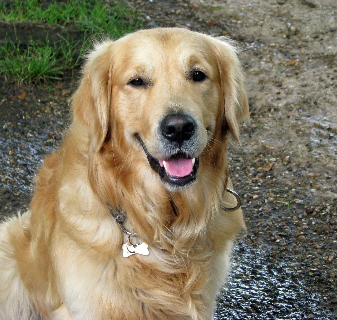 dog, beautiful, golden retriever